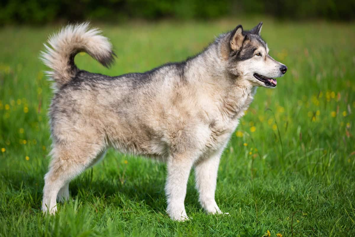 An Alaskan Malamute stands on a grassy field, displaying its fluffy curled tail and thick double coat.
