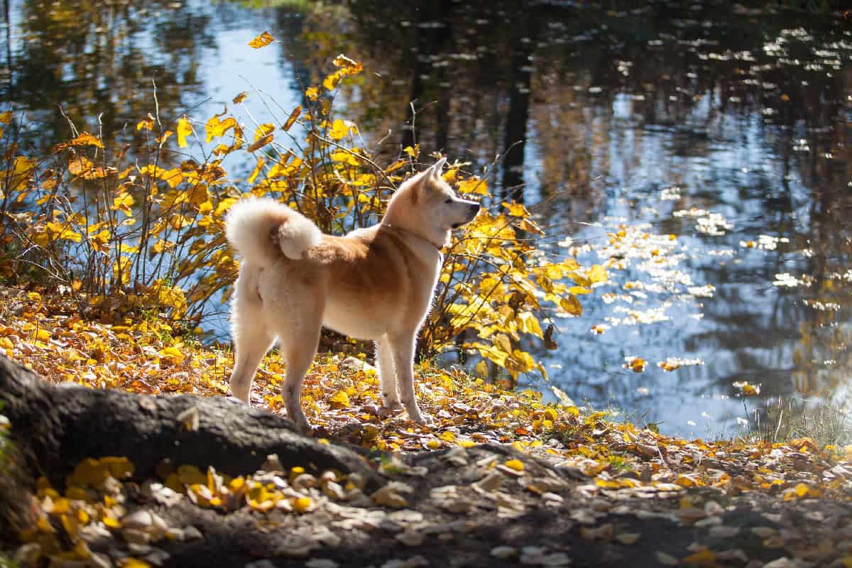 An Akita stands beside a lake in autumn, highlighting its curled tail, sturdy build, and dense coat.