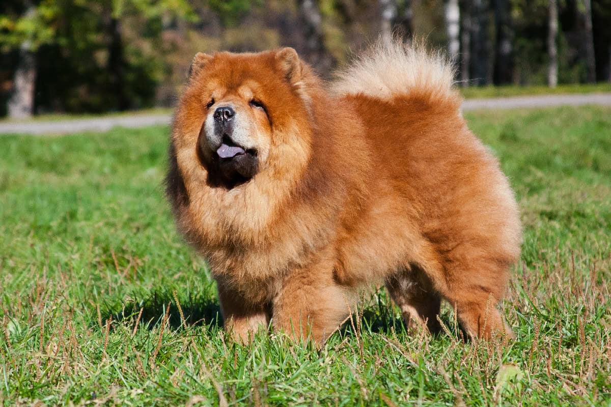 A fluffy Chow Chow stands proudly on grass, showcasing its thick mane and curled tail.