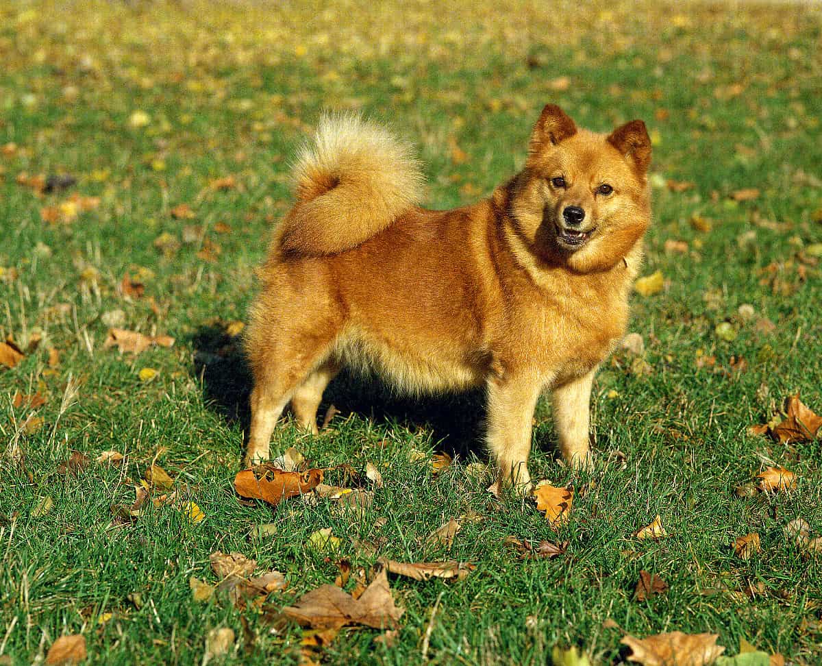 A Finnish Spitz stands in a grassy field, displaying its fox-like face, fluffy coat, and curled tail.