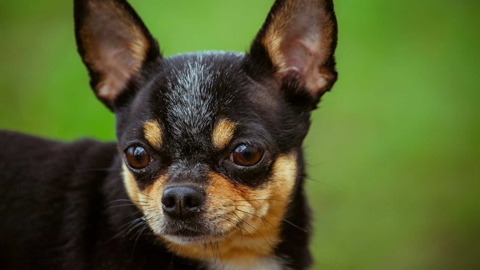 Cattle dog Chihuahua mix with black and tan fur against a green background.