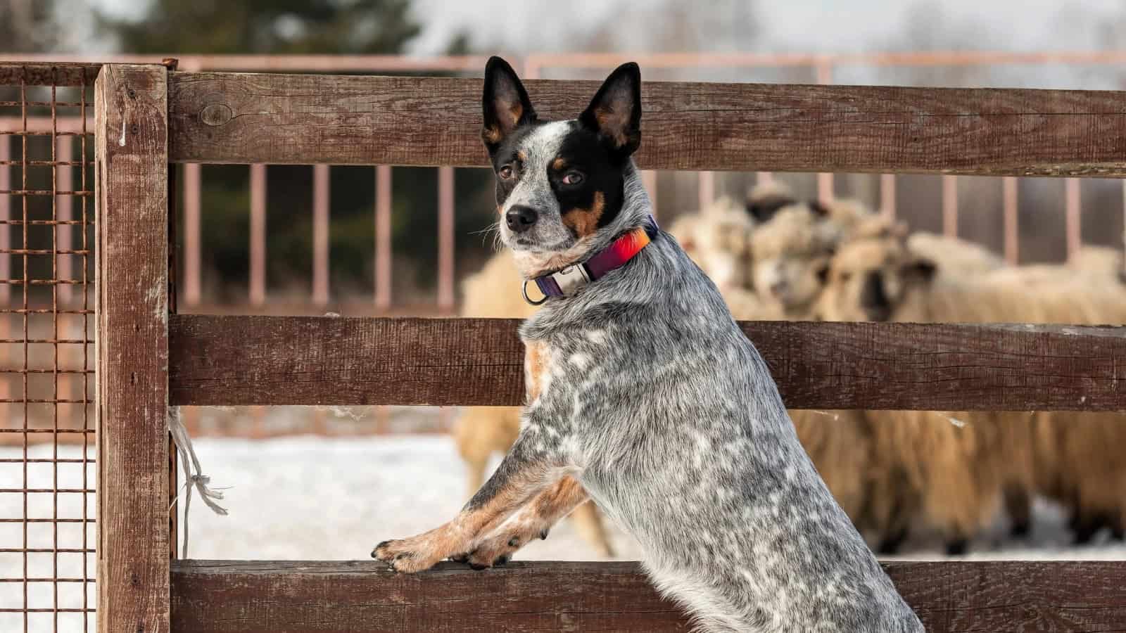 Cattle dog Chihuahua mix standing by a wooden fence near sheep.