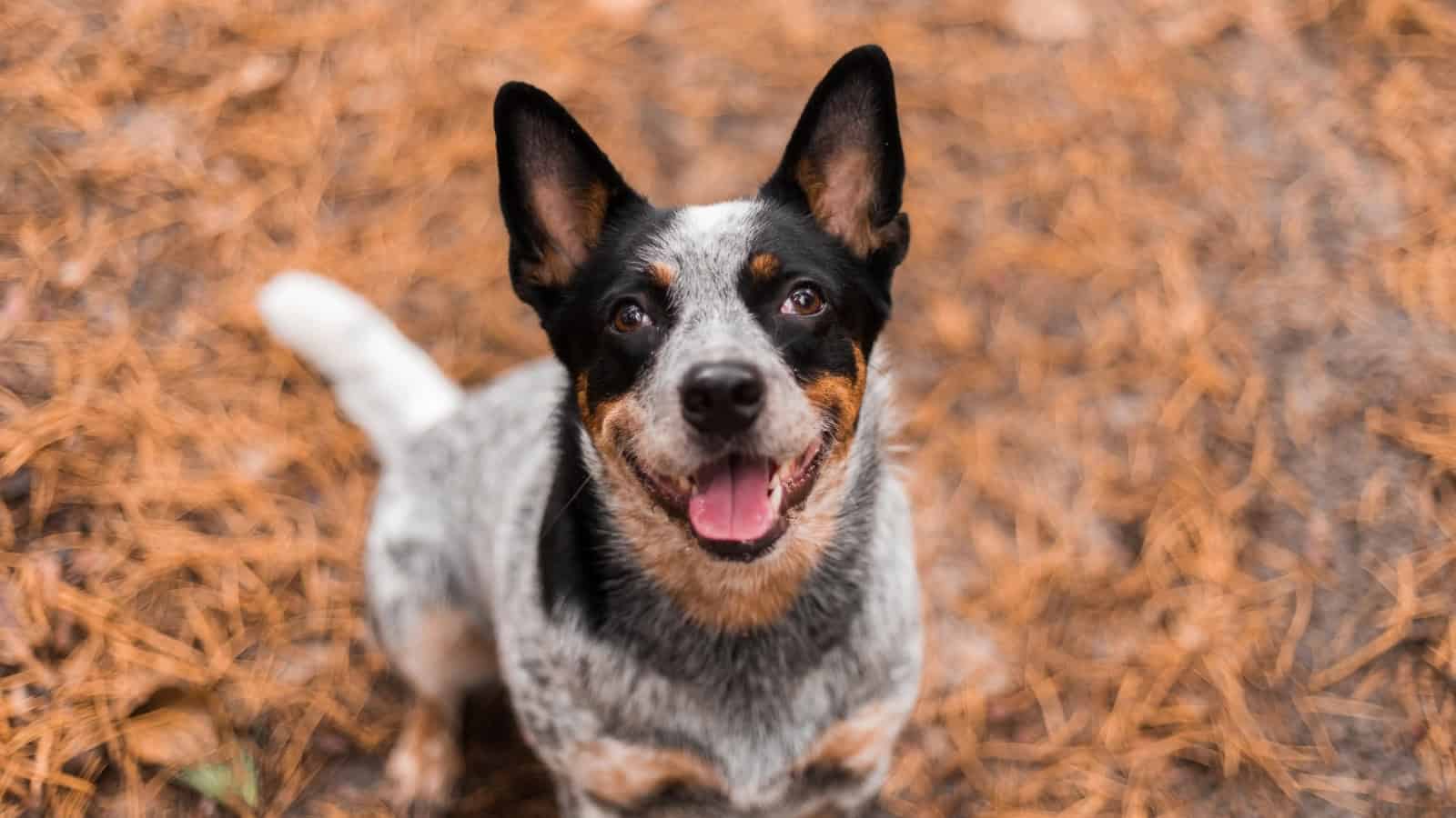 Cattle dog Chihuahua mix sitting outdoors with a happy expression.