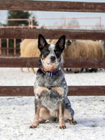 A Cattle Dog–Chihuahua mix sitting in the snow by a wooden fence, with sheep in the background.