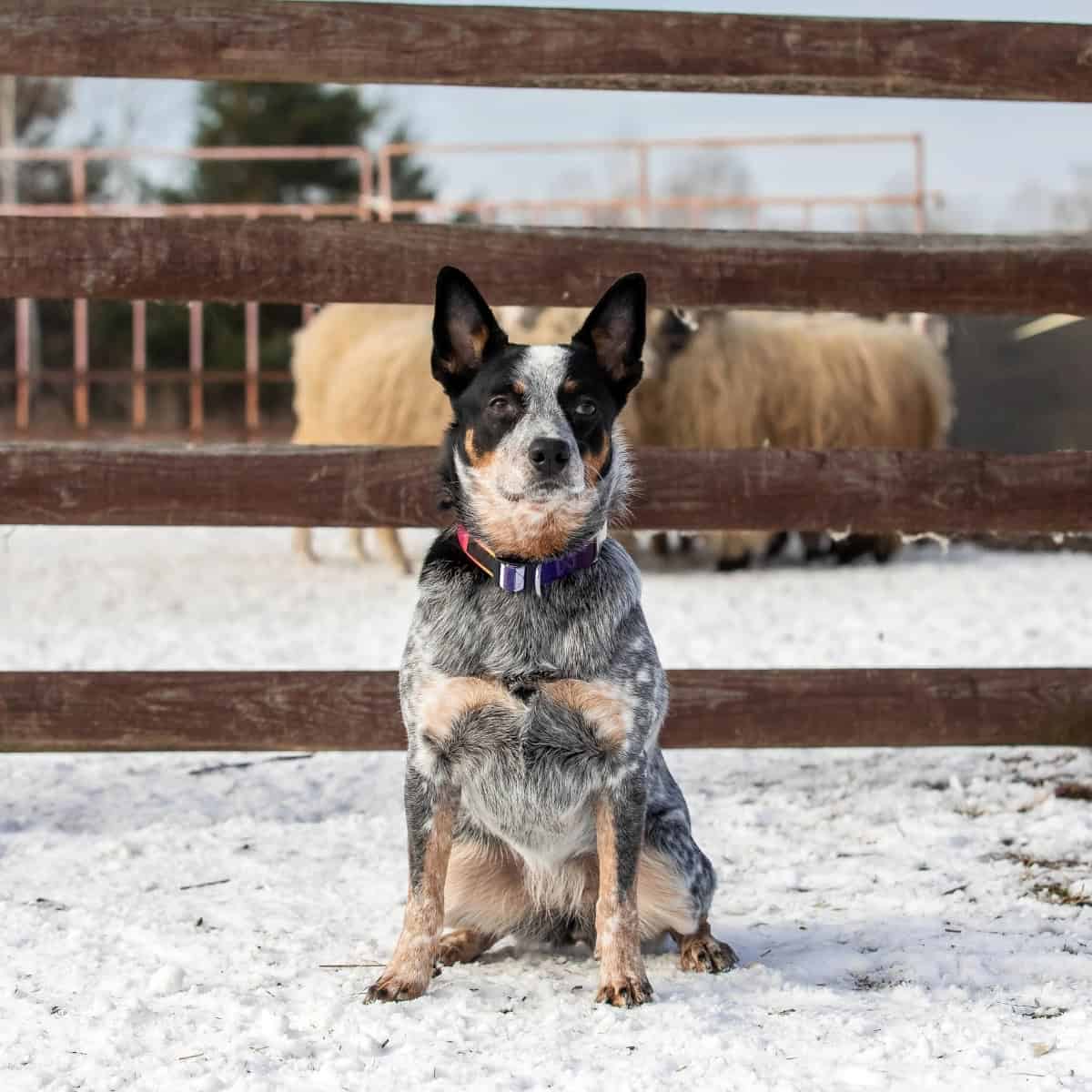 A Cattle Dog–Chihuahua mix sitting in the snow by a wooden fence, with sheep in the background.