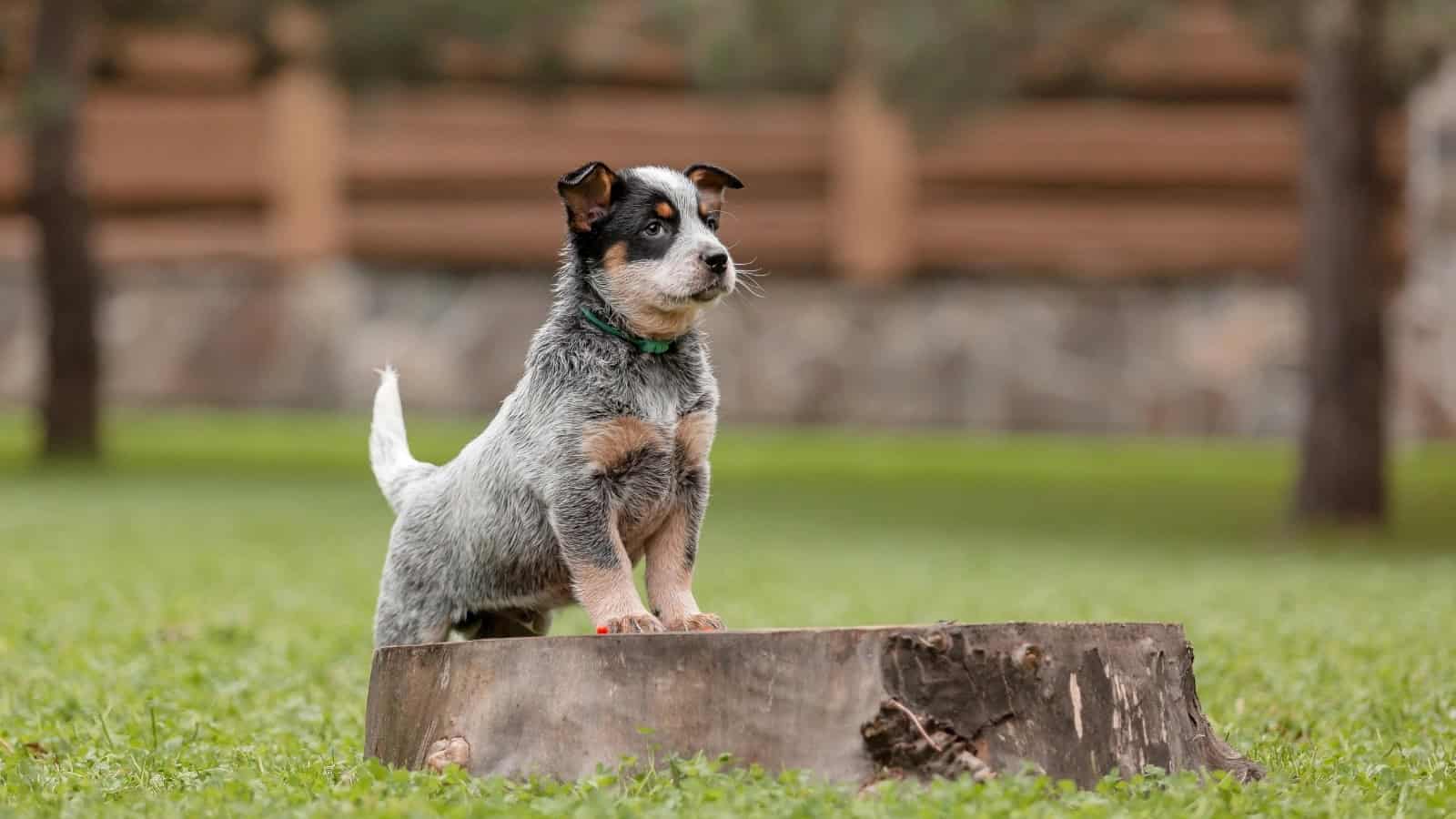 Cattle dog Chihuahua mix puppy standing on a tree stump in a grassy yard.