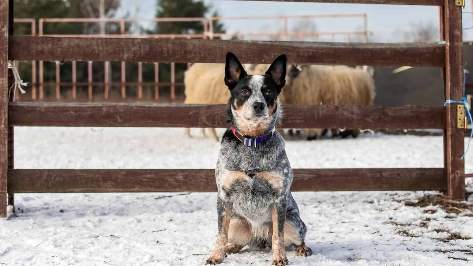 Cattle dog Chihuahua mix sitting in the snow near a wooden fence with sheep behind it.