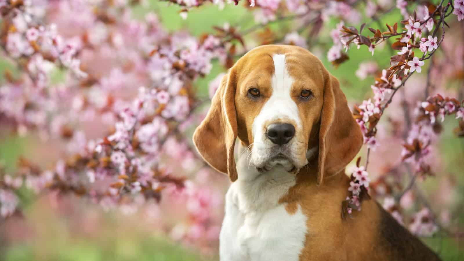 Beagle sitting among blooming pink cherry blossoms.