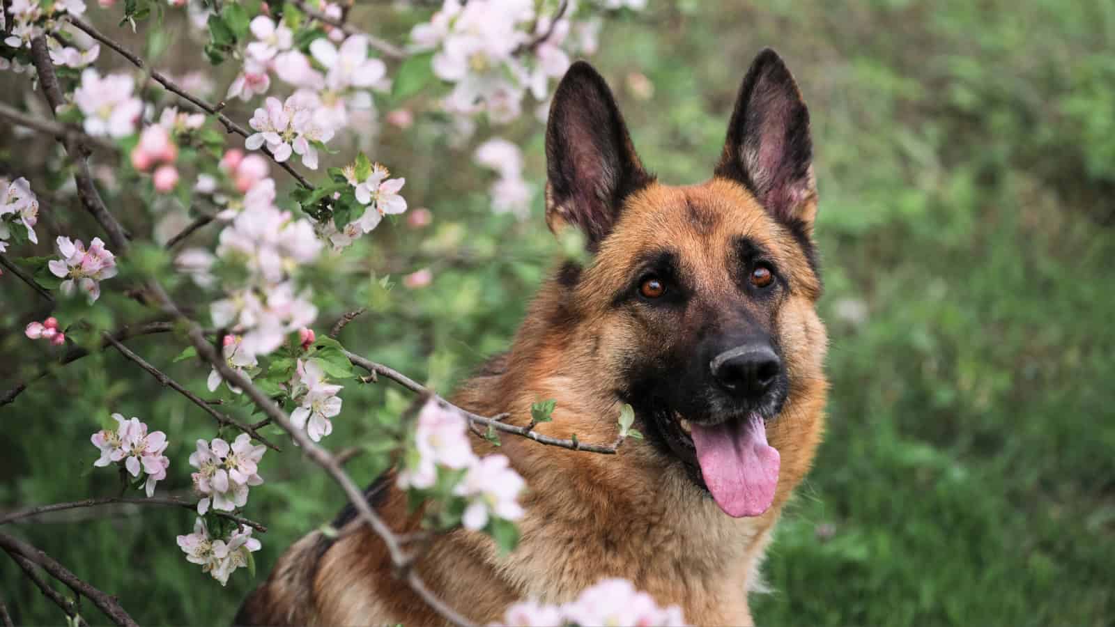 German Shepherd sitting among blooming pink flowers in a garden.