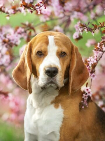 Beagle sitting among blooming pink cherry blossom trees.