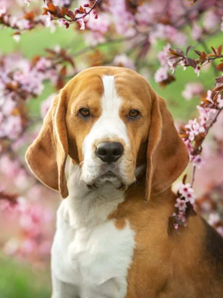 Beagle sitting among blooming pink cherry blossom trees.