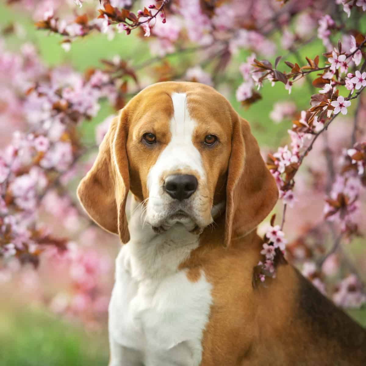 Beagle sitting among blooming pink cherry blossom trees.