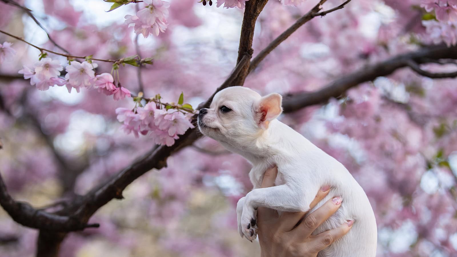 Small white puppy held beneath pink cherry blossoms.