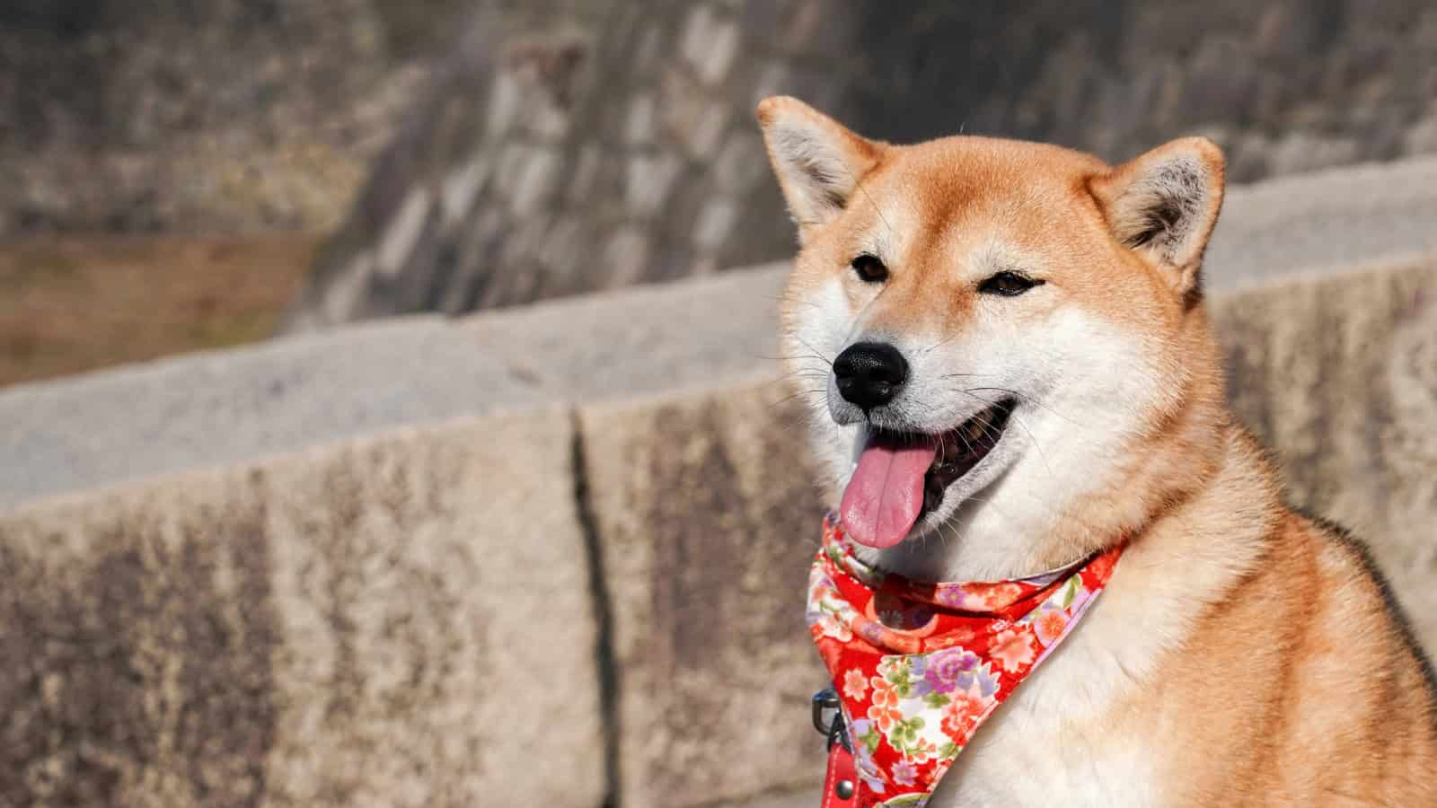 Shiba Inu wearing a floral bandana while sitting outdoors.