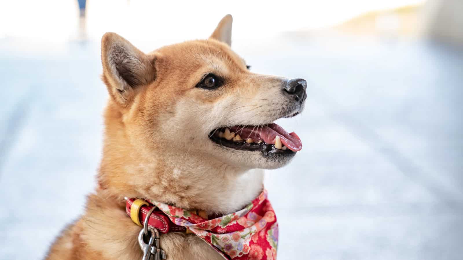 Shiba Inu wearing a floral bandana and looking to the side.
