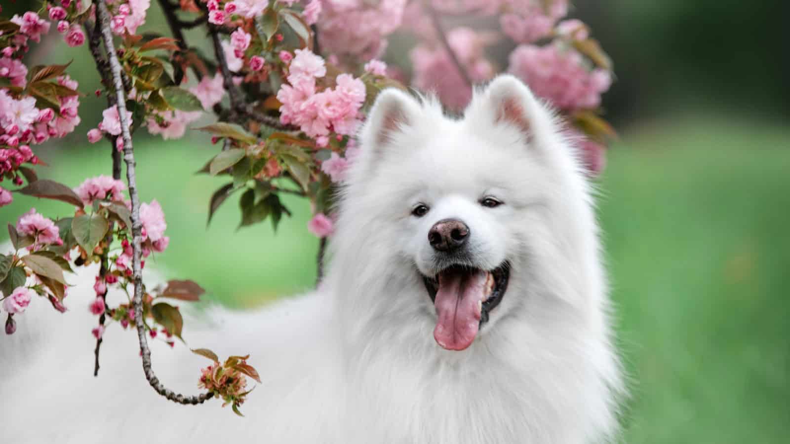 Fluffy white dog sitting beside blooming pink flowers.