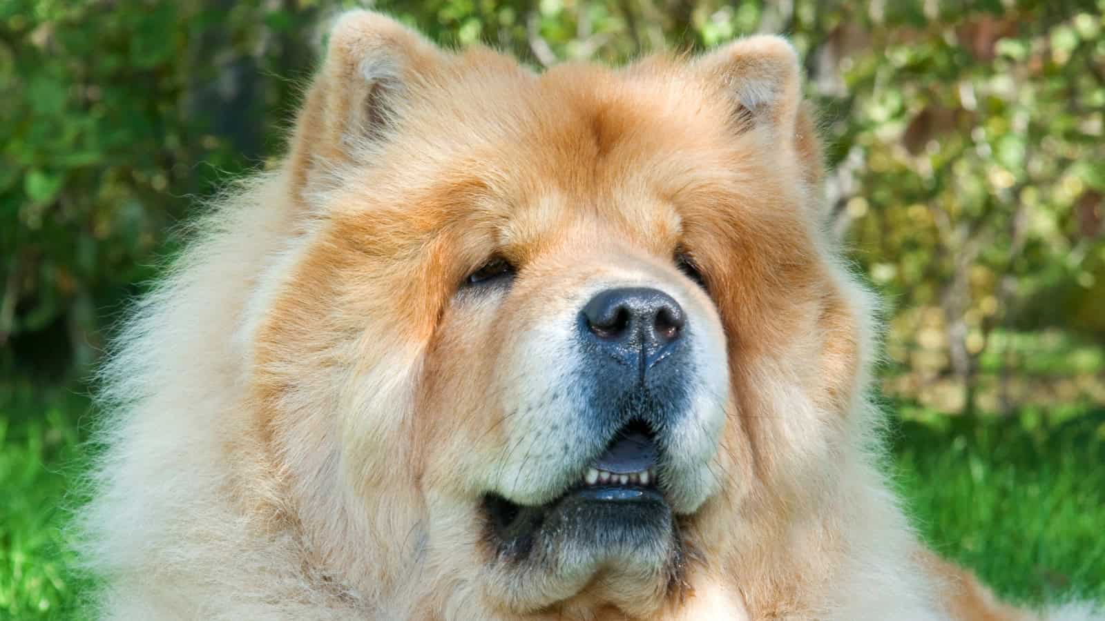 A fluffy Chow Chow with a lion-like mane sitting outdoors.
