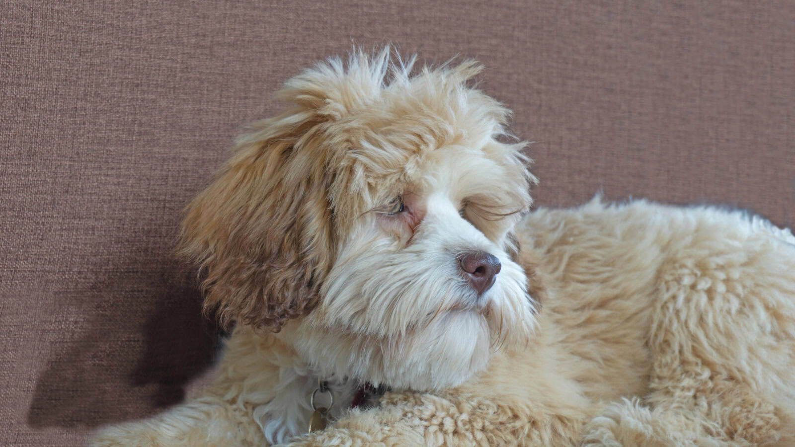 A fluffy cream-and-white dog with curly fur resting on a couch.
