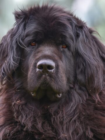 Large black Newfoundland dog with long, shaggy fur sitting outdoors.
