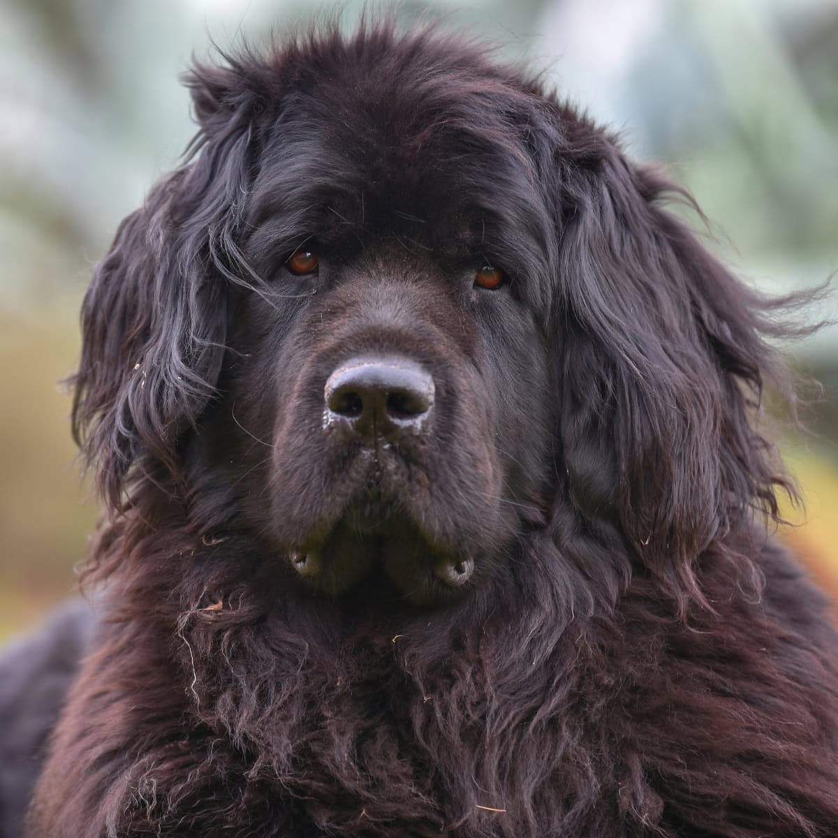 Large black Newfoundland dog with long, shaggy fur sitting outdoors.