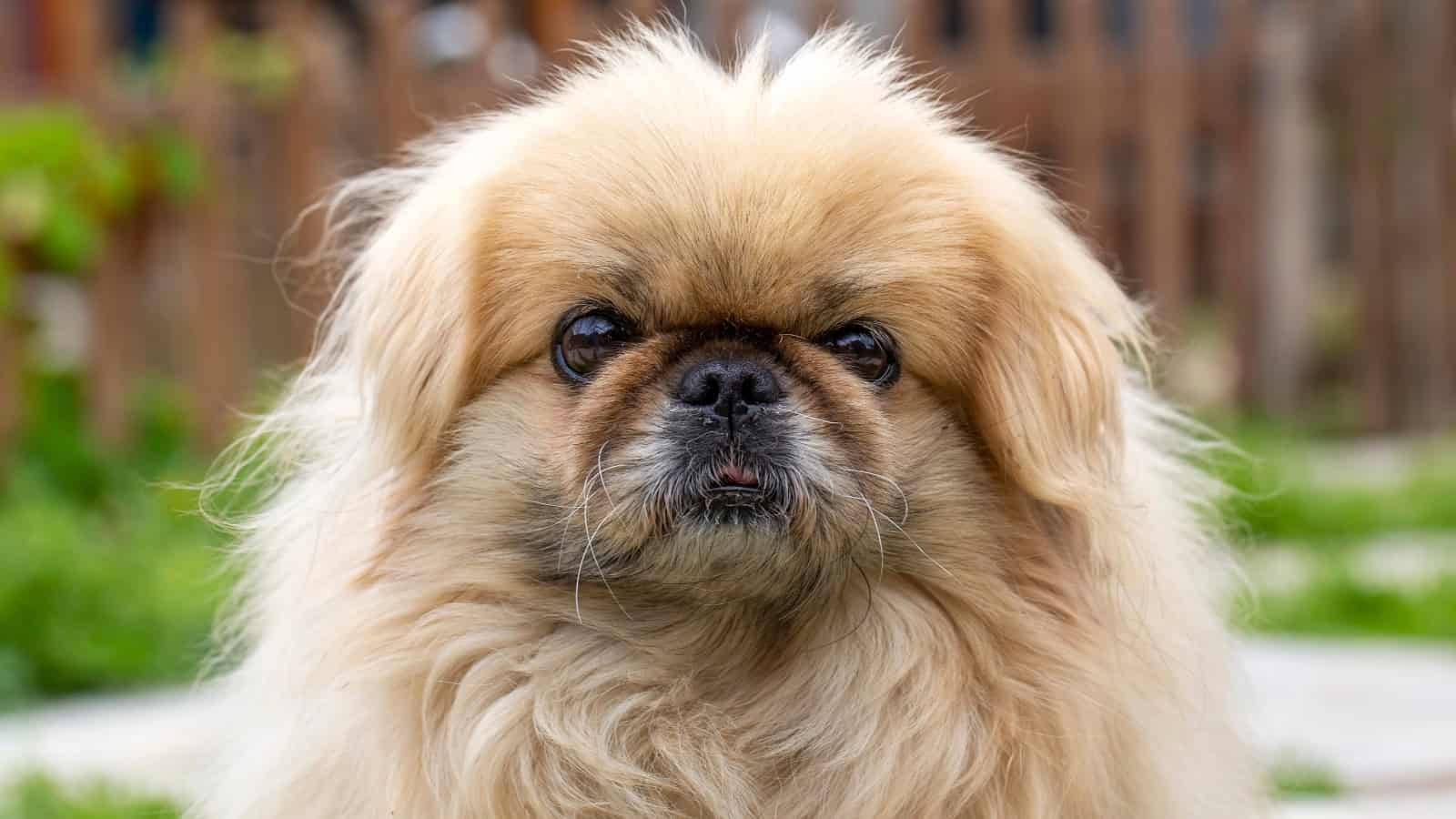 A fluffy Pekingese with a lion-like mane sitting outdoors.
