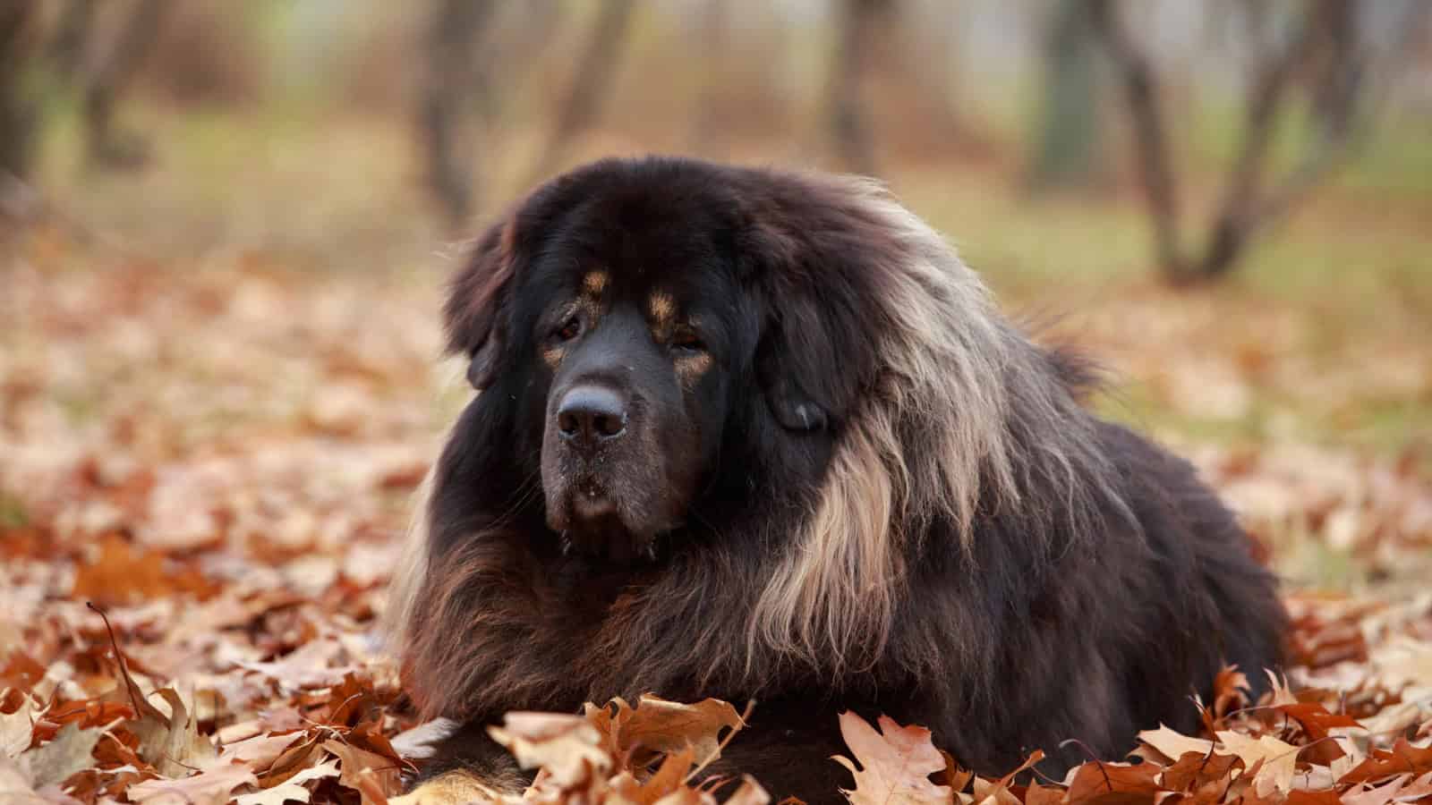 A large Tibetan Mastiff with a lion-like mane resting on fallen leaves.