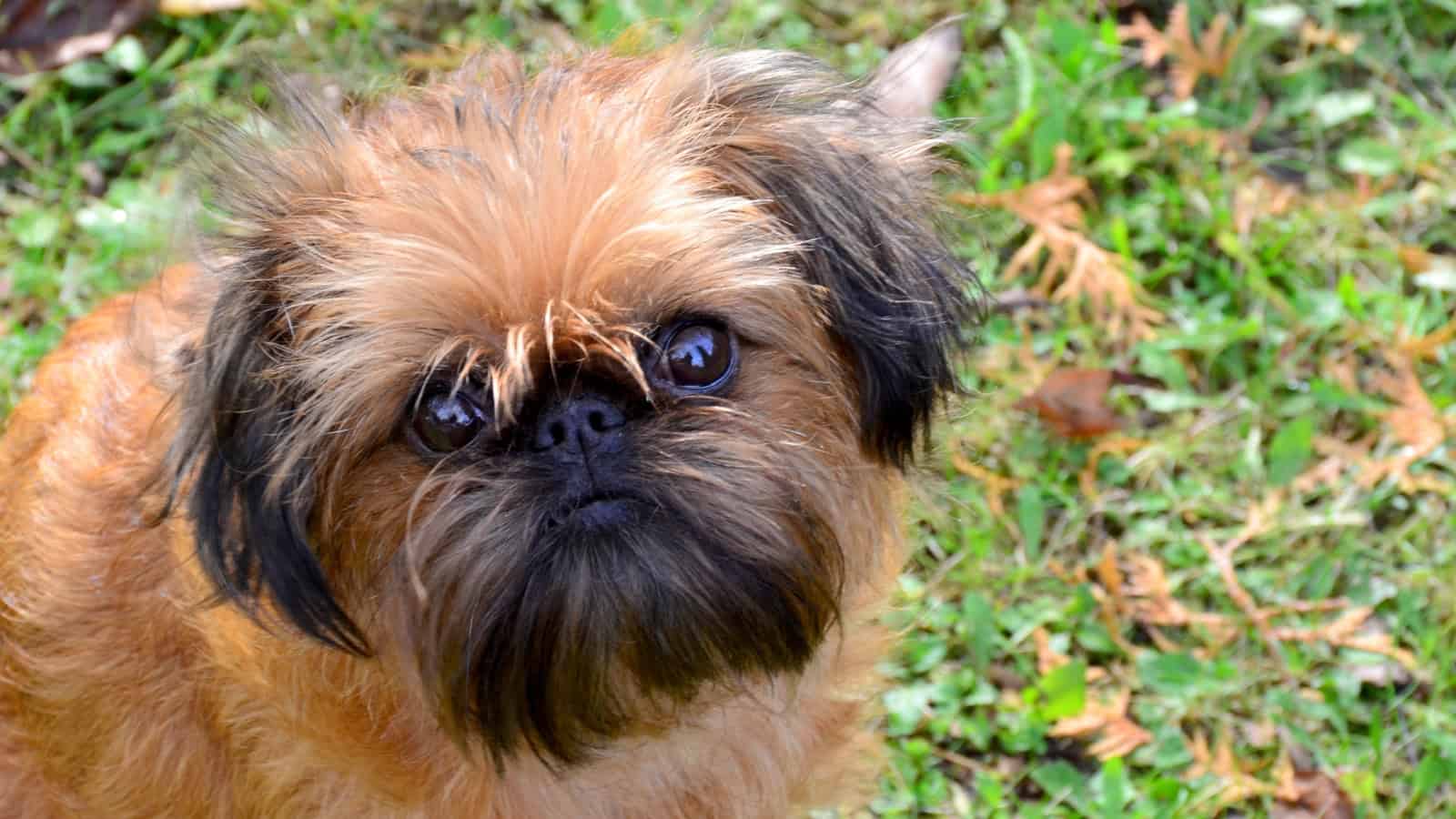 Small shaggy brown dog with a dark mustache-like muzzle sitting on grass.