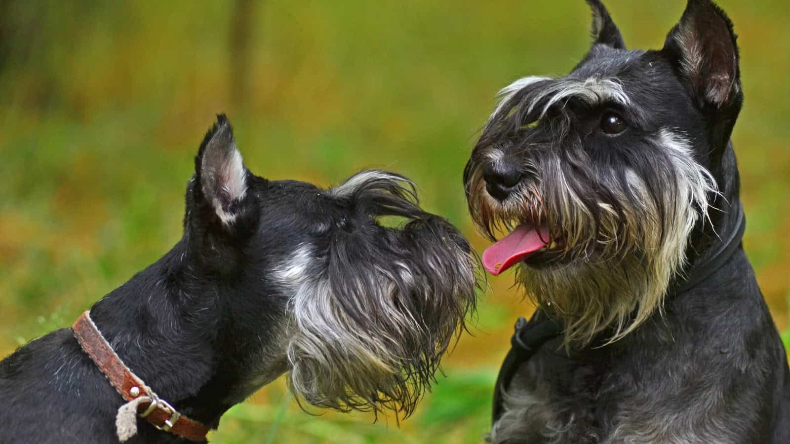 Two black and silver dogs with prominent mustache-like facial fur standing outdoors.
