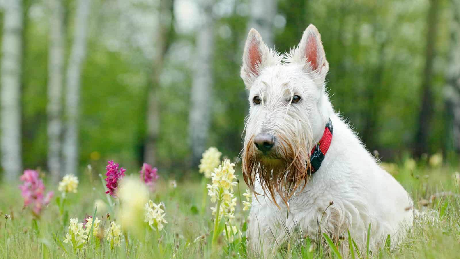 White dog with a long mustache sitting among flowers in a meadow.