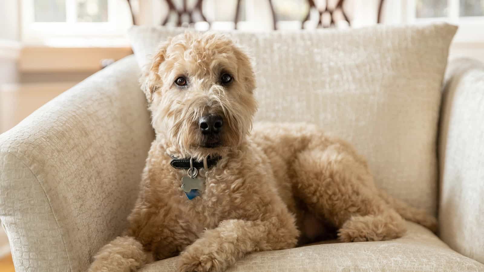 Fluffy tan dog with a mustache-like muzzle sitting on a beige armchair.