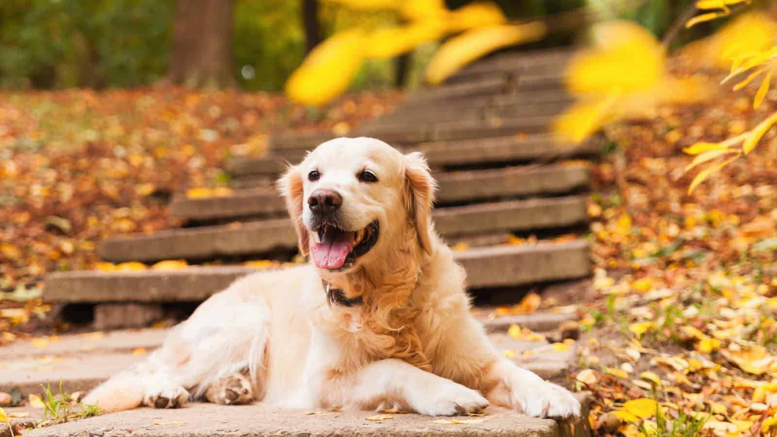 Golden Retriever lying on stone steps surrounded by autumn leaves.