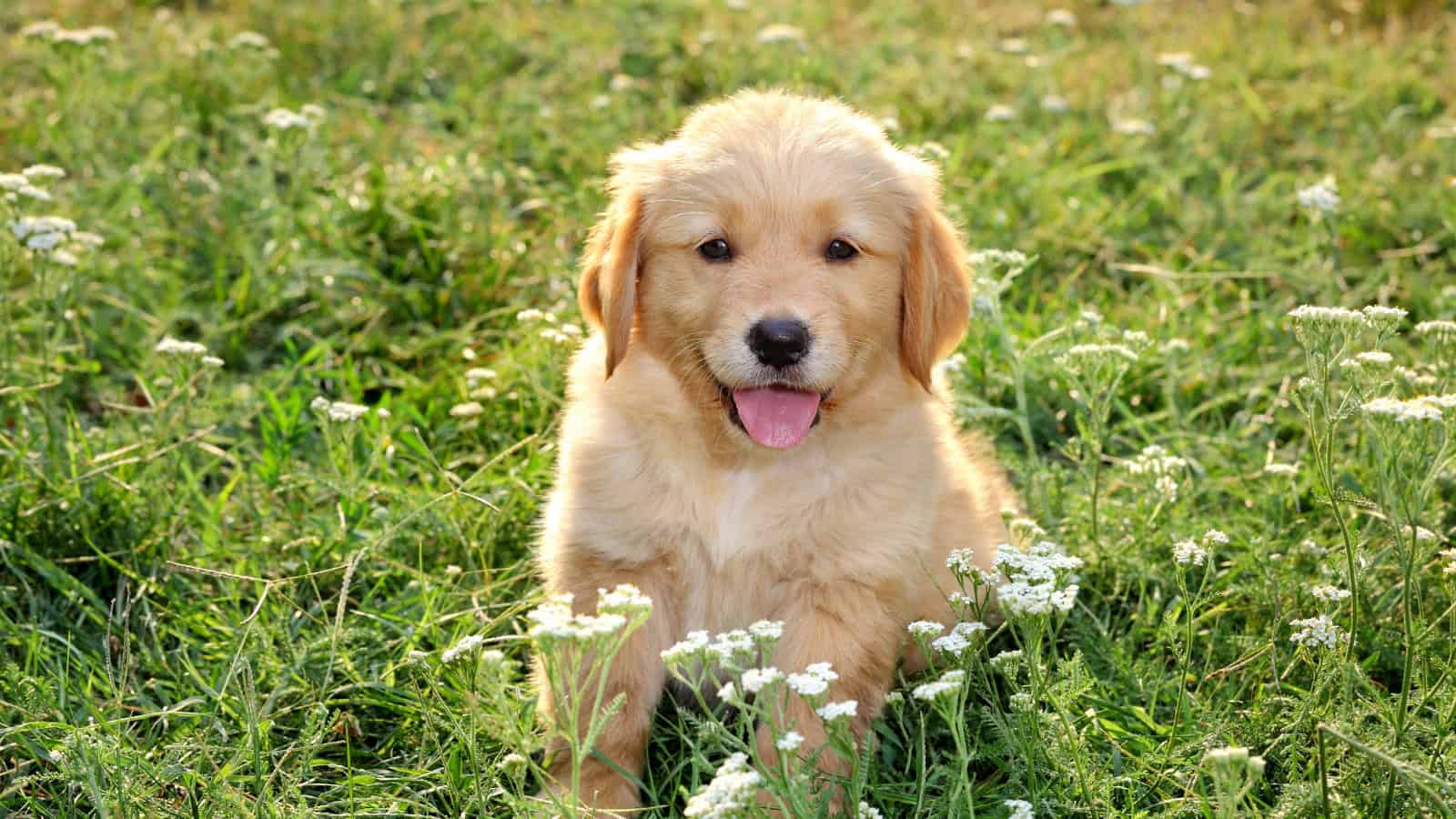 Golden Retriever puppy sitting among white flowers in a grassy field.
