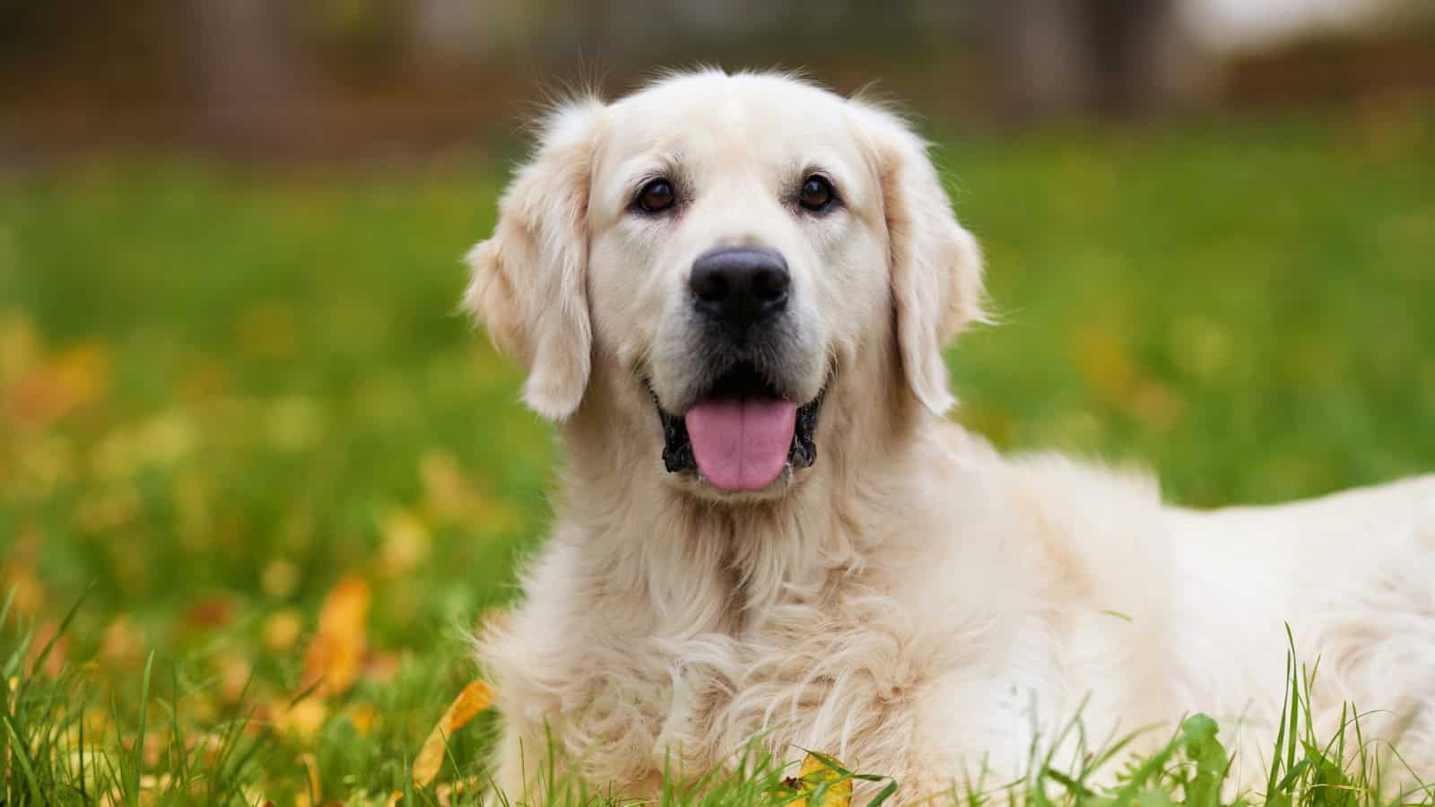 Golden Retriever lying on grass with fallen autumn leaves.