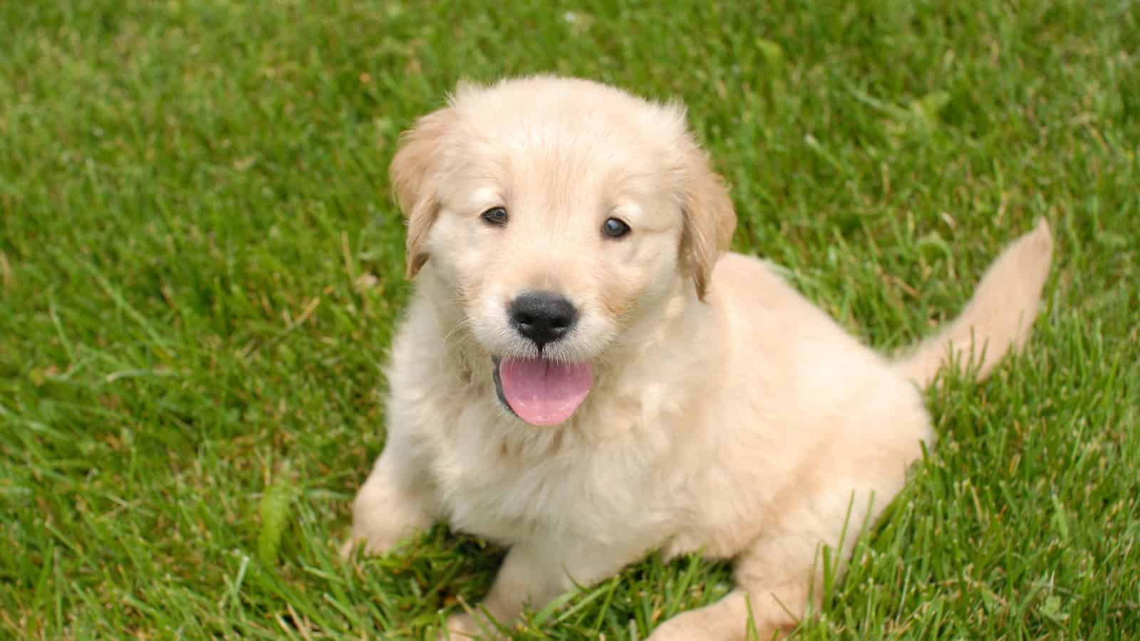 Golden Retriever puppy sitting on green grass.