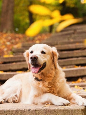 Golden Retriever resting on stone steps surrounded by colorful autumn leaves.