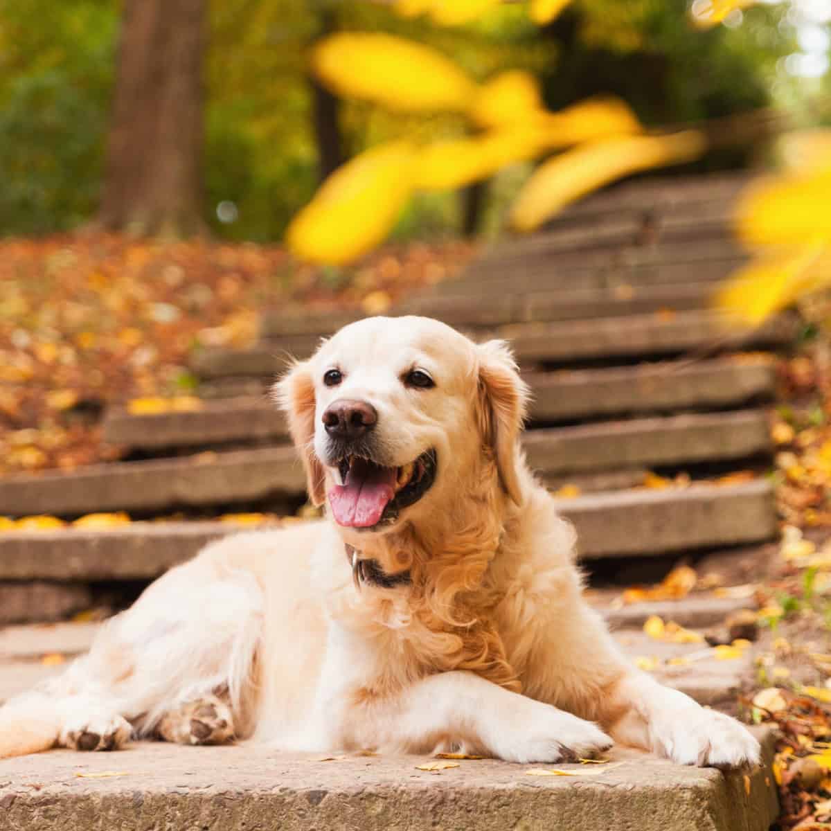 Golden Retriever resting on stone steps surrounded by colorful autumn leaves.