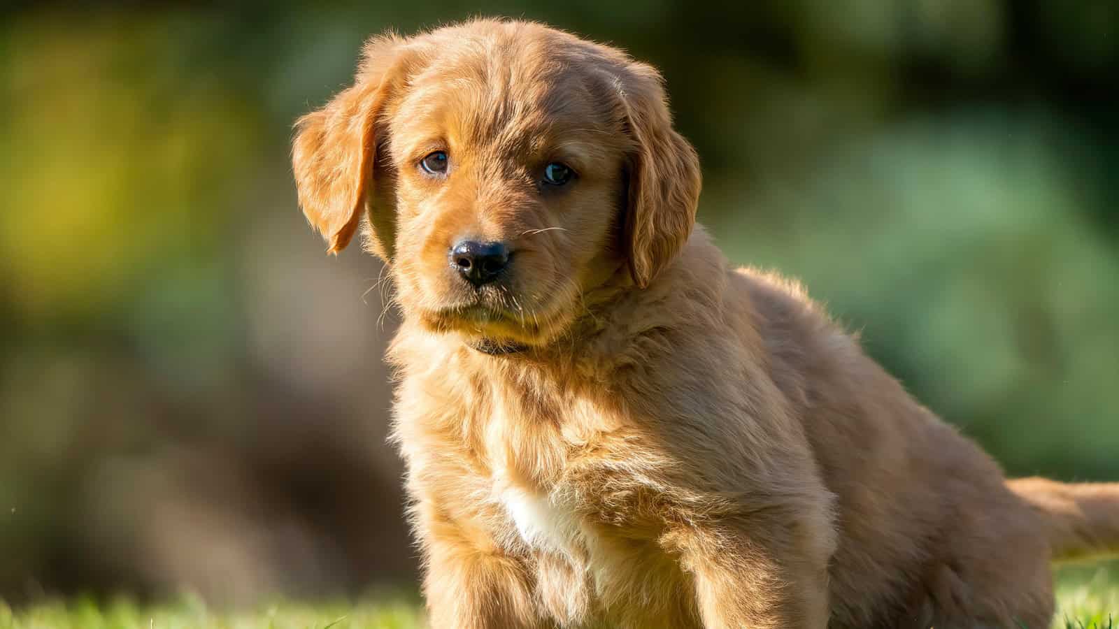 Golden Retriever puppy sitting on grass in warm sunlight.