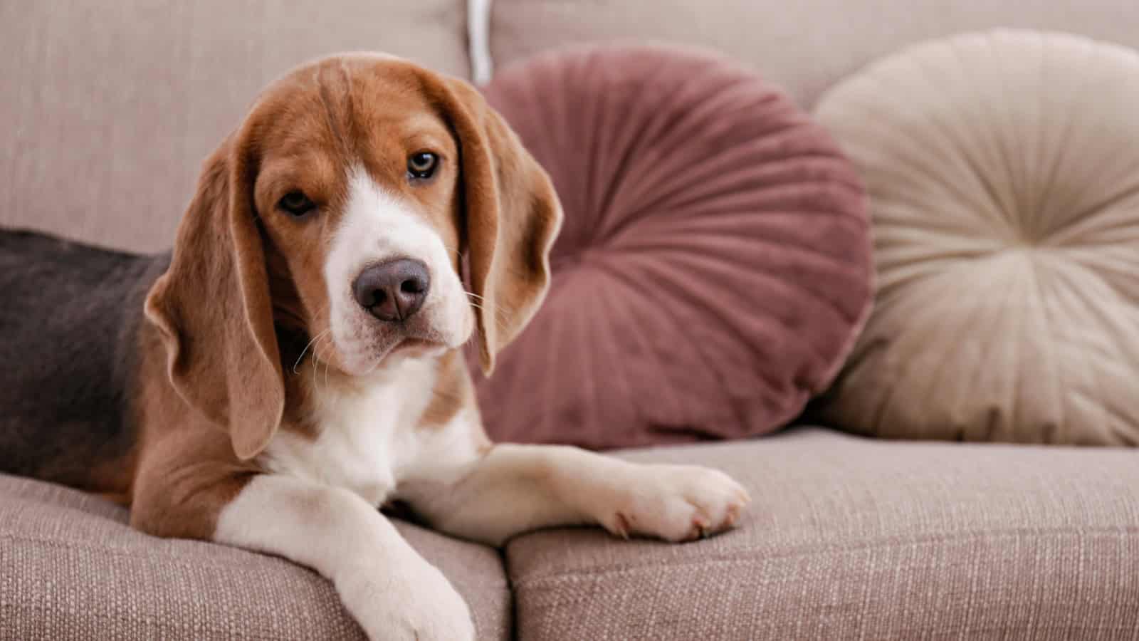 Brown and white puppy resting on a couch with pillows.