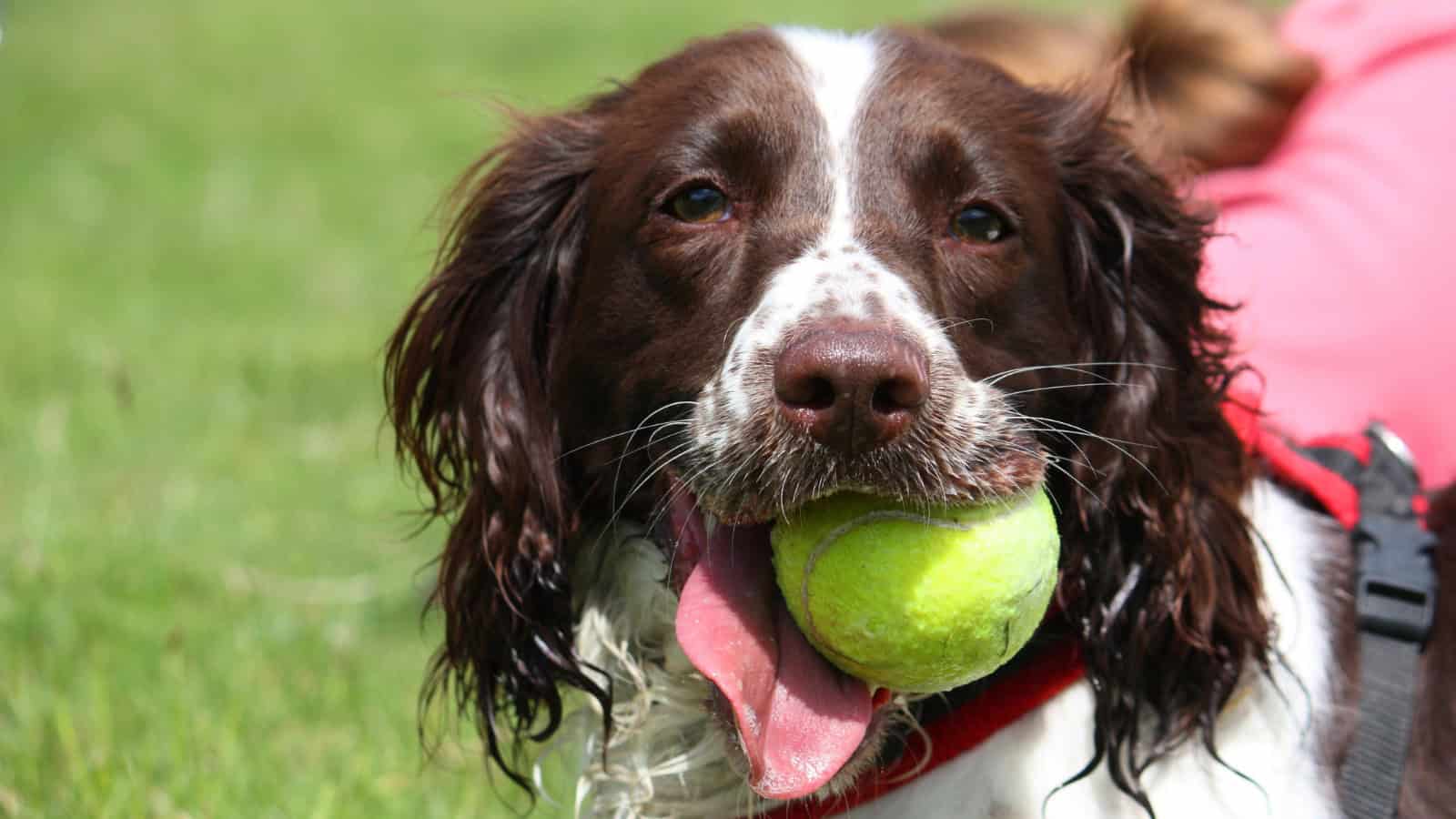 Brown and white dog holding a tennis ball in its mouth.