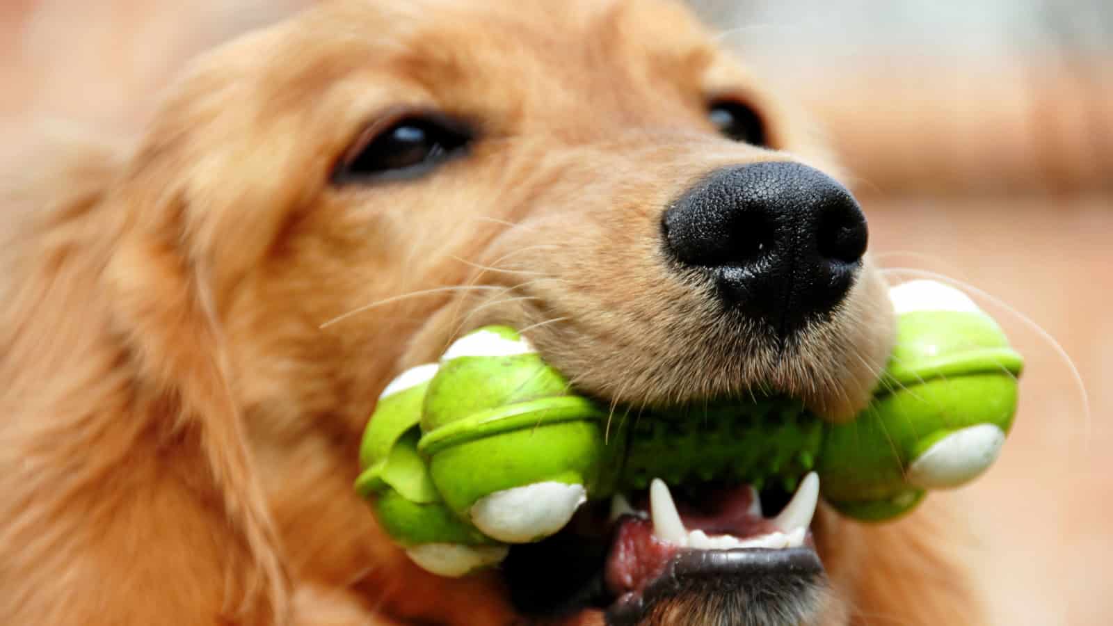 Golden Retriever puppy holding a green toy in its mouth.