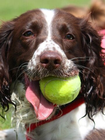 Brown and white dog carrying a tennis ball in its mouth.