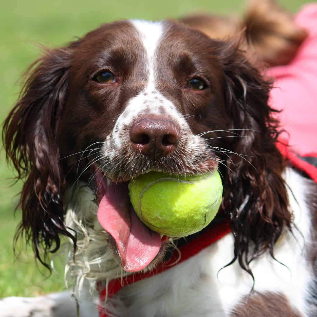 Brown and white dog carrying a tennis ball in its mouth.