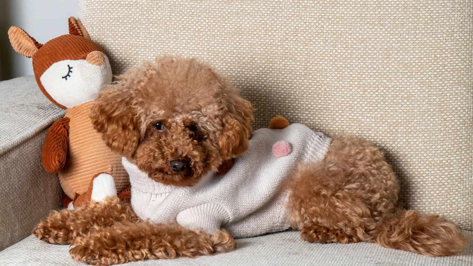Curly-haired brown dog resting on a couch beside a stuffed toy.