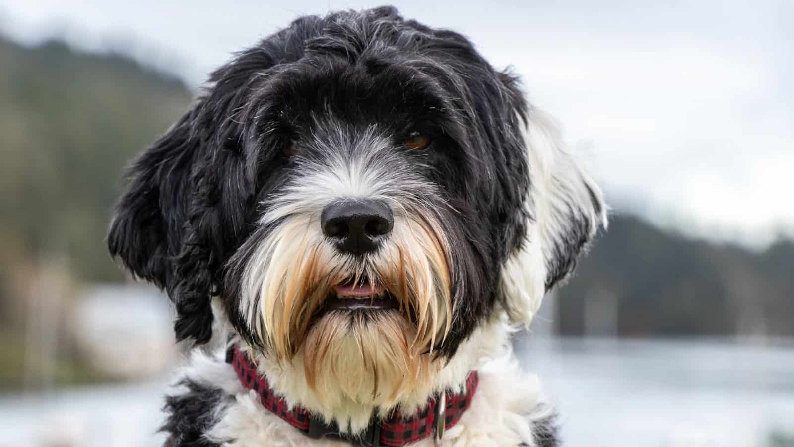 Black and white dog with a fluffy coat and red plaid collar.