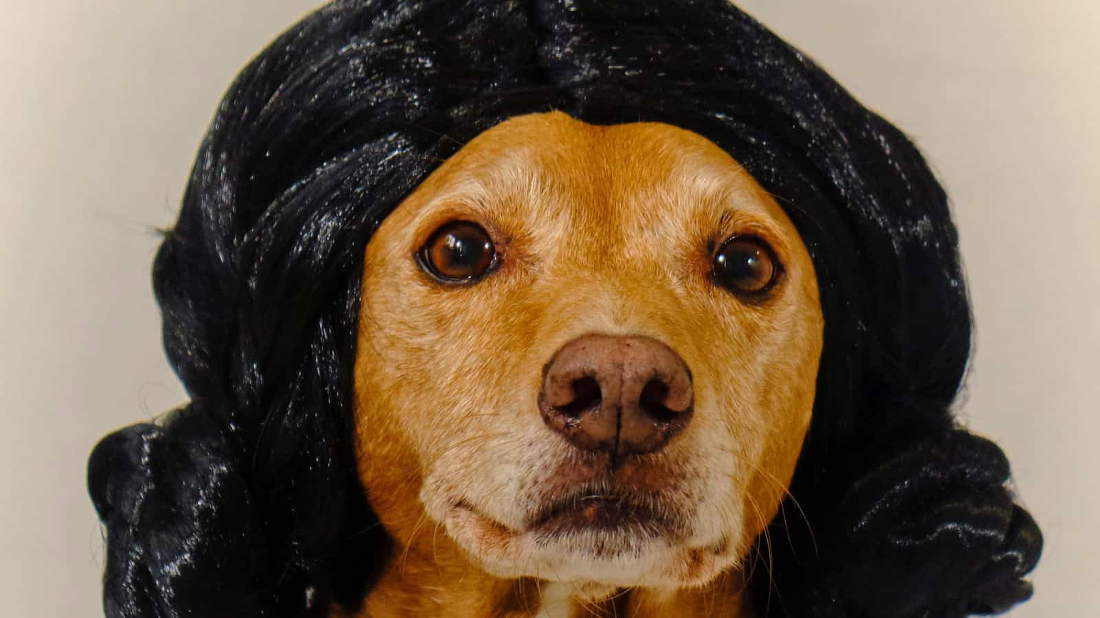 Dog dressed as a Jedi in a white robe and black wig.