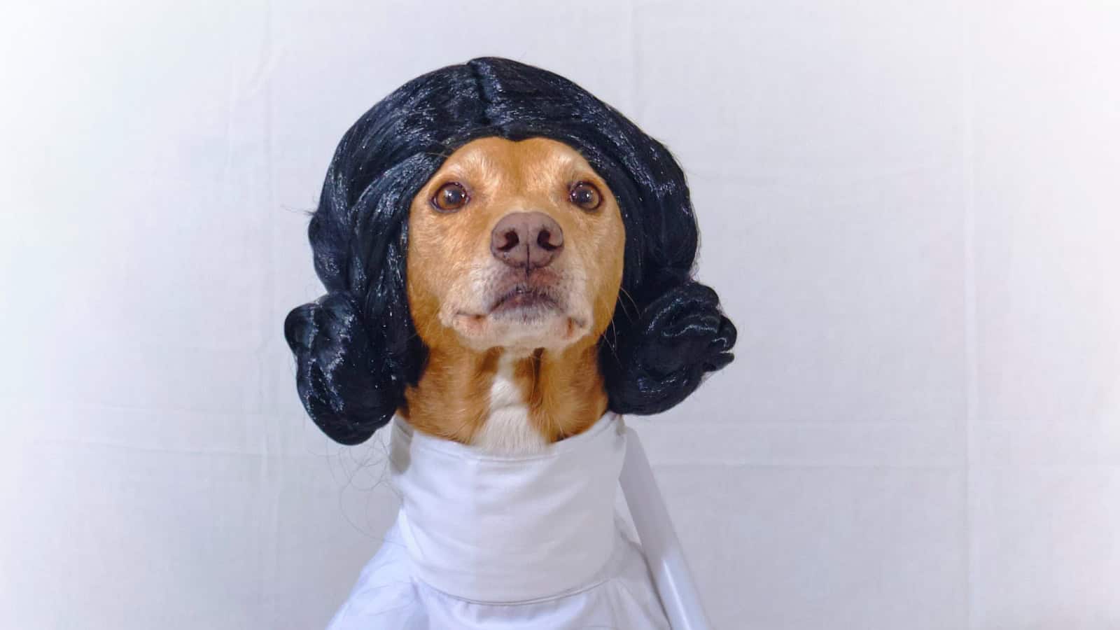 Dog dressed as a Jedi holding a glowing lightsaber.