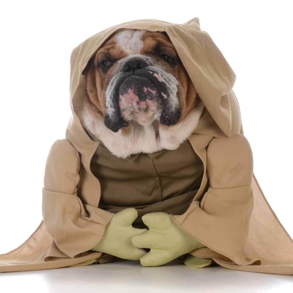 Star Wars Names for Dogs: Male, Female, Cute, and Funny Ideas ...