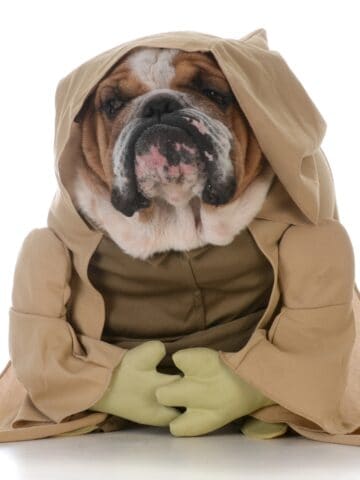 Bulldog dressed as Yoda in a Jedi robe for a fun Star Wars-inspired look.