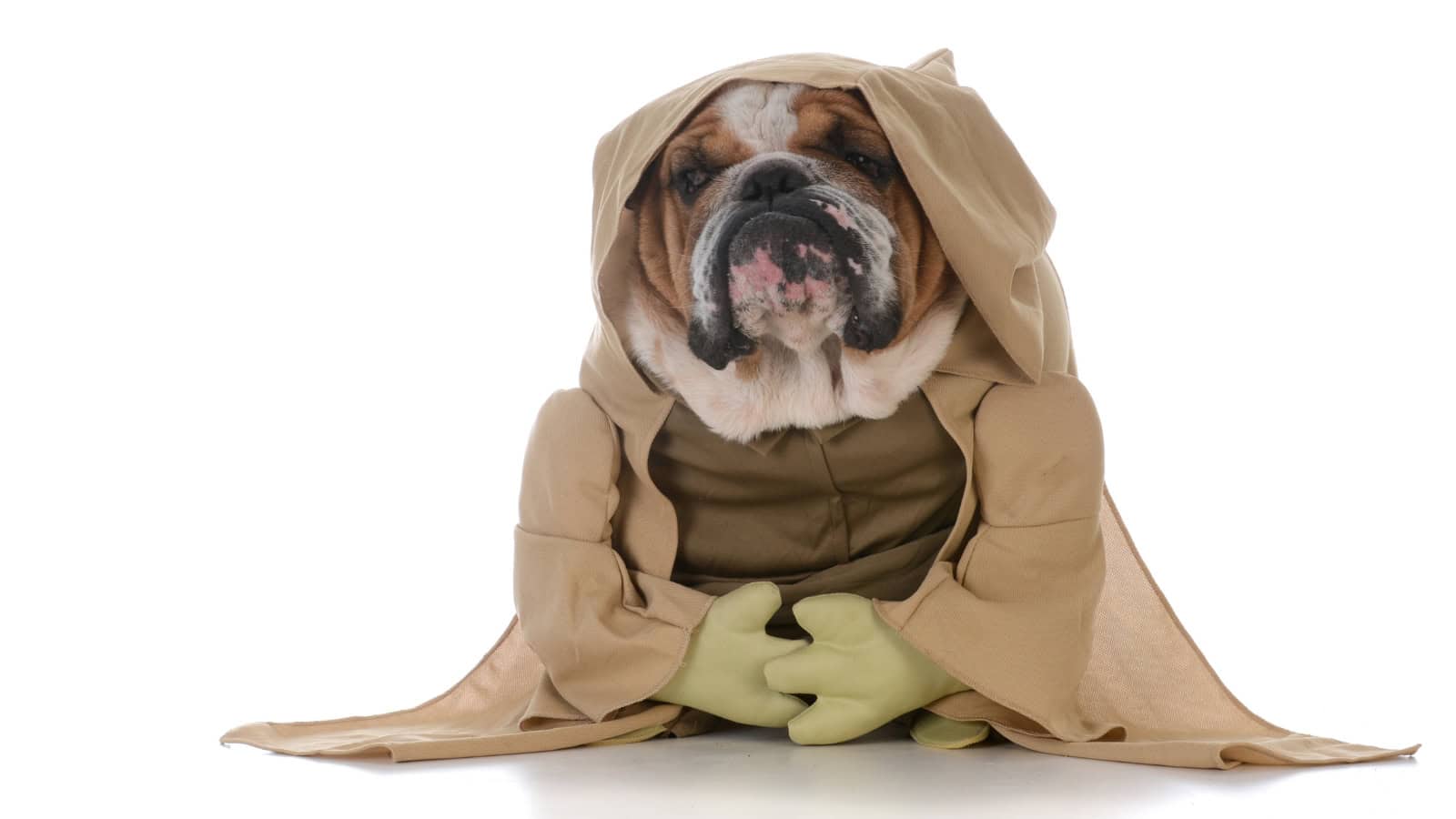 Bulldog dressed as Yoda in a Jedi robe.