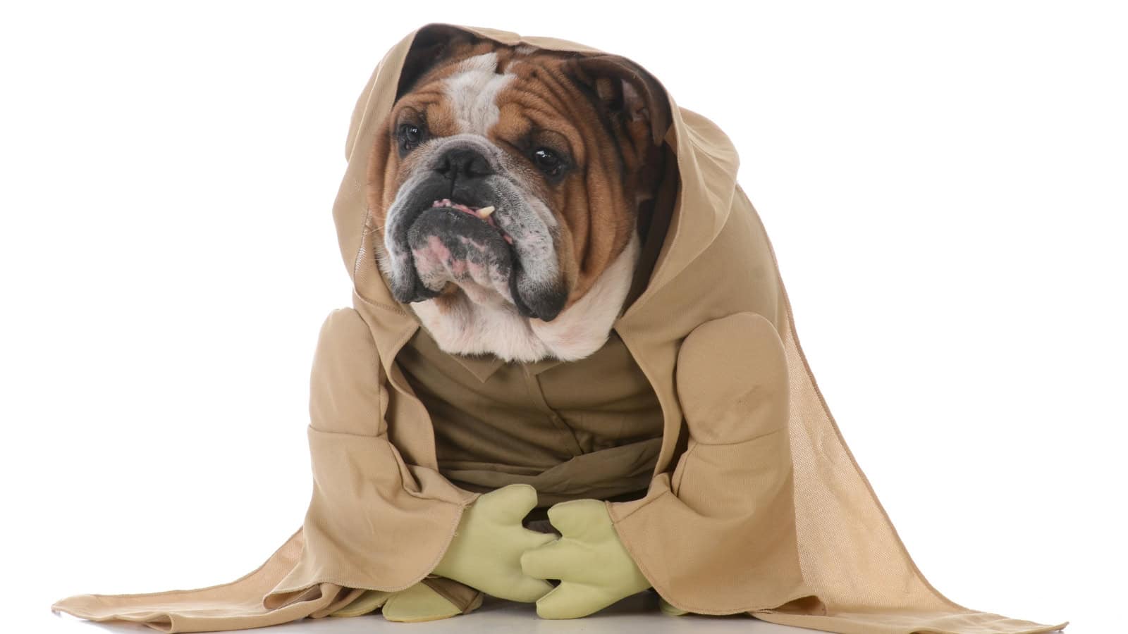 Bulldog dressed as Yoda from Star Wars.
